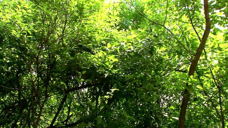 My girlfriend: Geweldige blondine heeft solo-seks in een park