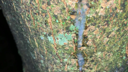 Idmir Sugary: Sborrata su un albero e da vicino guarda il mio...