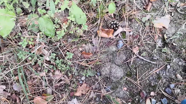 Bouncy Tits Action: Punishment Walk - Stuffing Her Bra and Panties in the Woods