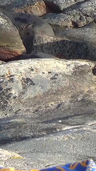 Big Cock Breeds Hairy Ftm Cunt on Rocky Island