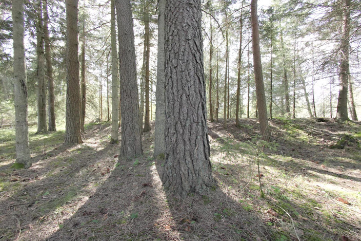 VR Bananas: 我知道对我来说太大了，但我仍然喜欢它