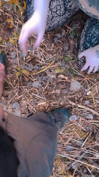 Wood Pixie Gets Her Face Painted, Dual Camera, Asshole on Display