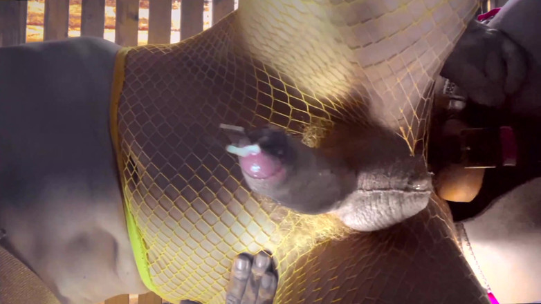 Lola Spais: Cumshots zusammenstellung 4K