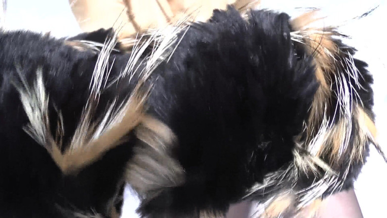 Lady Victoria Valente: Výcvik ejakulace: čichání kožešinového šátku a výstřiku, Lady Victoria Valente