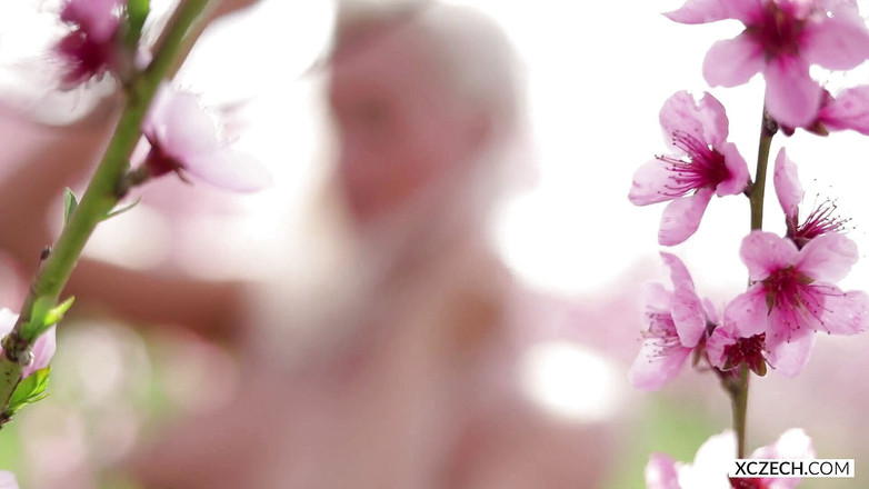 XCZECH: Sharon Cherry - çiçek açan kiraz - premium