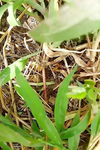 Gangbang straight: I Am Sucker for Snow