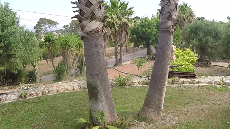 King of datass: Růžové focení