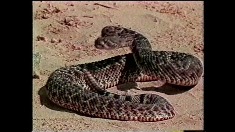 MCG EMPIRE TV - our best full movie: Bratty Bratwurst Bonkers (完全なポルノ映画)