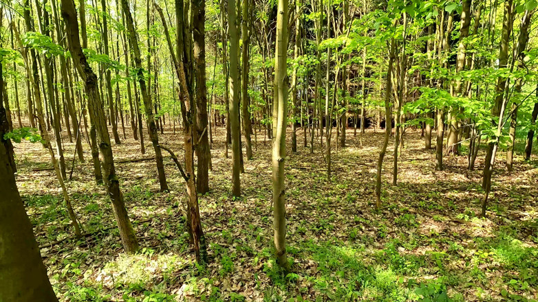 Bouncy Tits Action: Ass, Pussy and Tits Whipping in the Woods