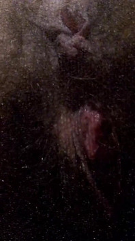 Open Wet Bush and Hairy Ass in Pantyhose (close-up) Facesitting POV