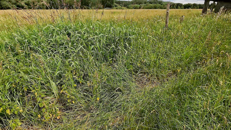 Bouncy Tits Action: Clamps on Nipples and Slapping Her Naked Tits in Barn