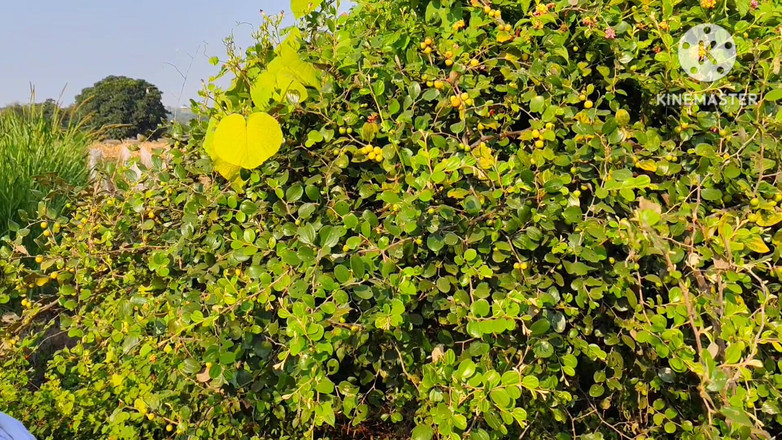 Premi pooja: Village Desi sexo