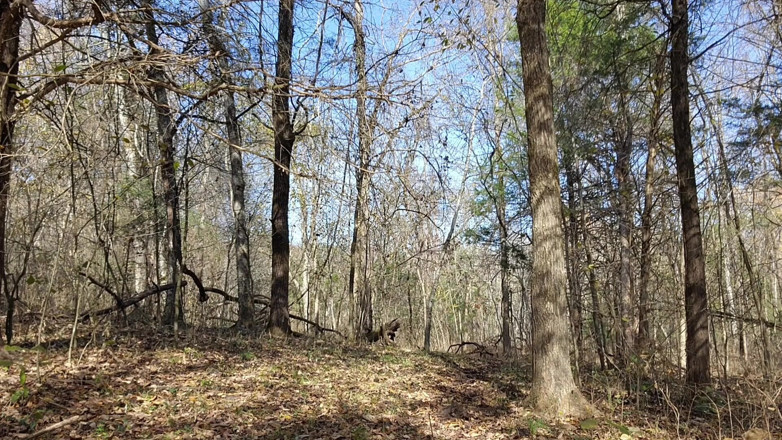 Julia Ryan: Big Bassy Farts on My Nature Walk