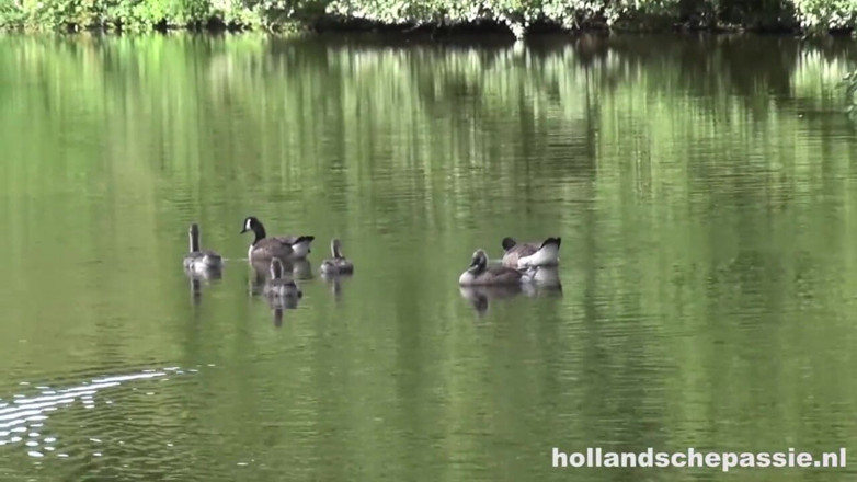 Hollandsche Passie: Outisde Picknick Berakhir Dengan Dubur Tegar