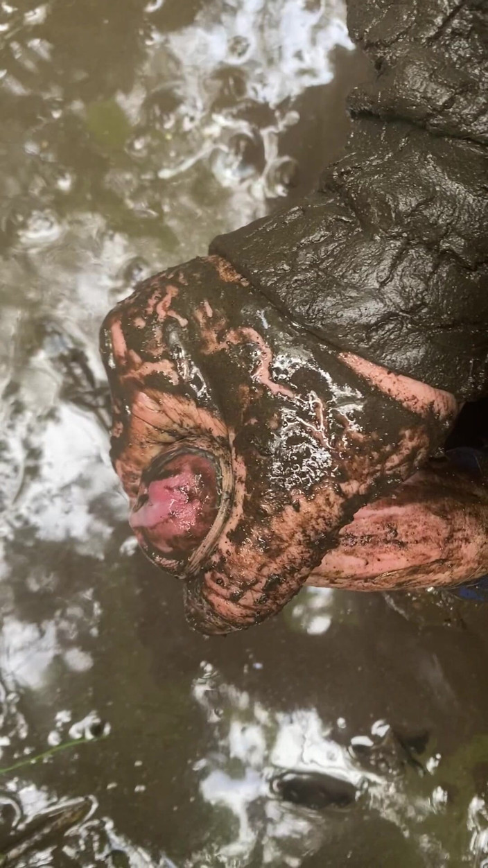 Melvins: Klaarkomen tijdens het wentelen