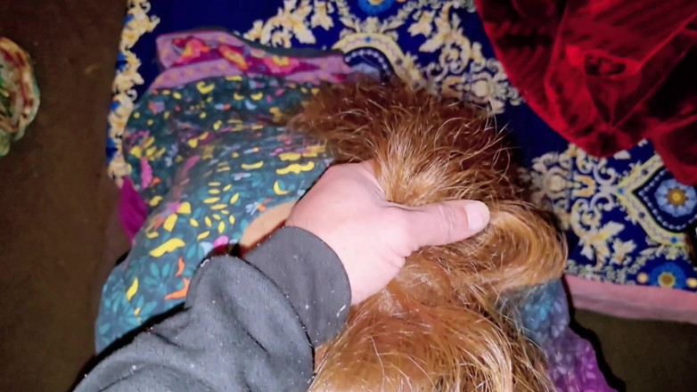 Faryal: Kakak ipar india lagi asik nyepong kontol dengan ceroboh