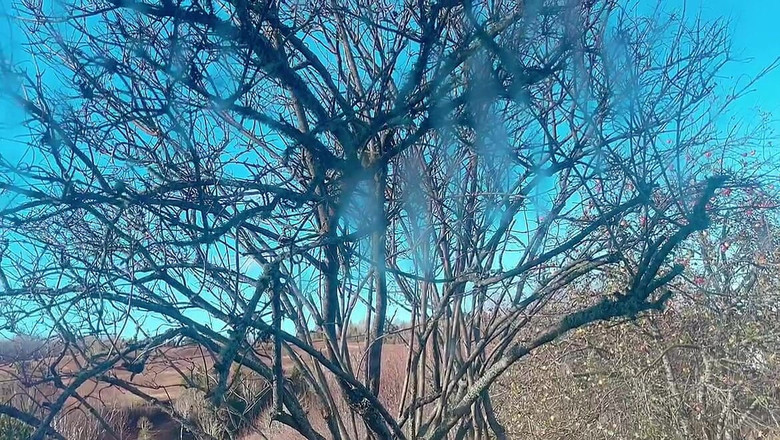 sweethanajapanese: Писяюча брудна пизда показує гарний вид на мініатюрну дівчину Хана Чан