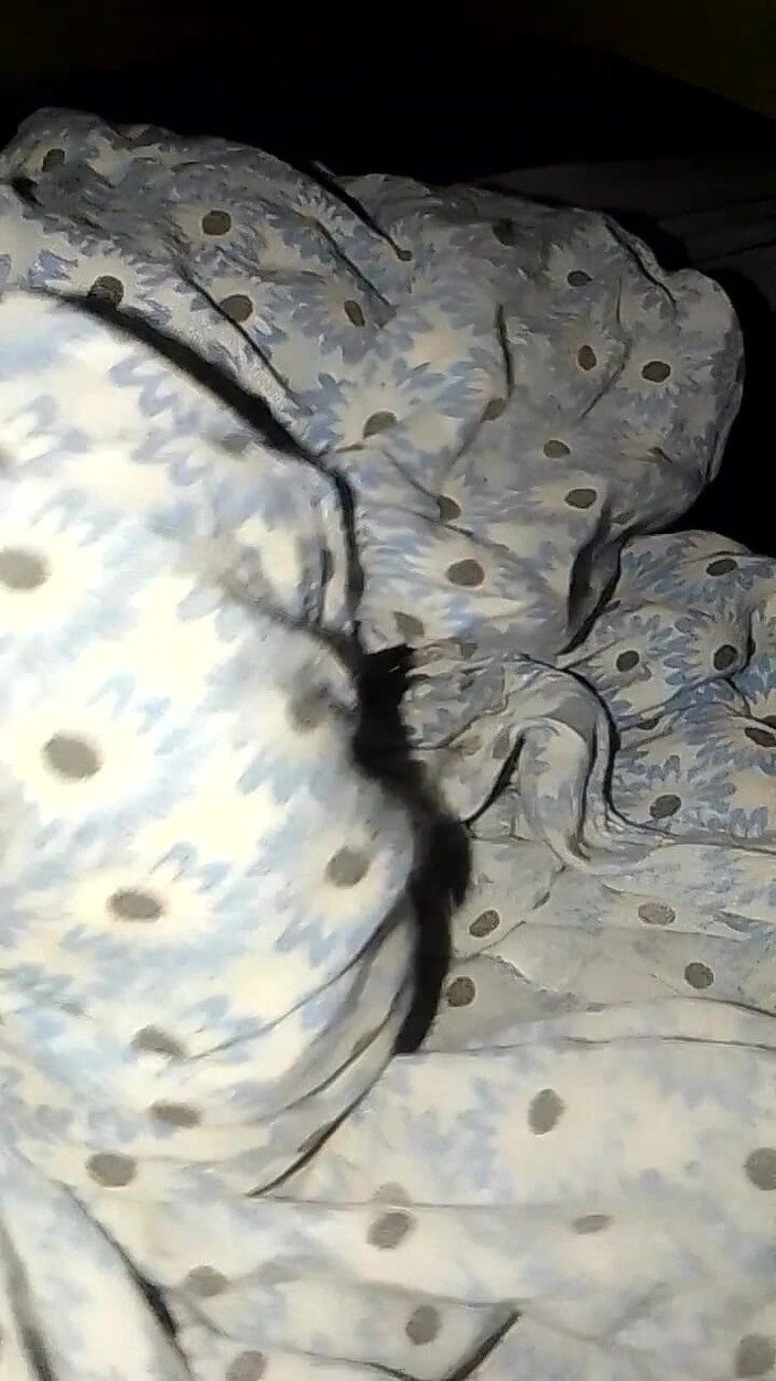 Jaanu294: Мій зведений брат, моя зведена сестра пестить, як і ліжко вище