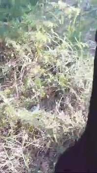 Kasut tumit tinggi dan berjalan di dalam hutan