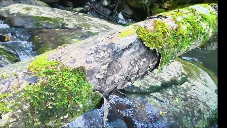 Black Swan: Orta yaşlı seksi kadın amını yediriyor ve nehirde sikiliyor