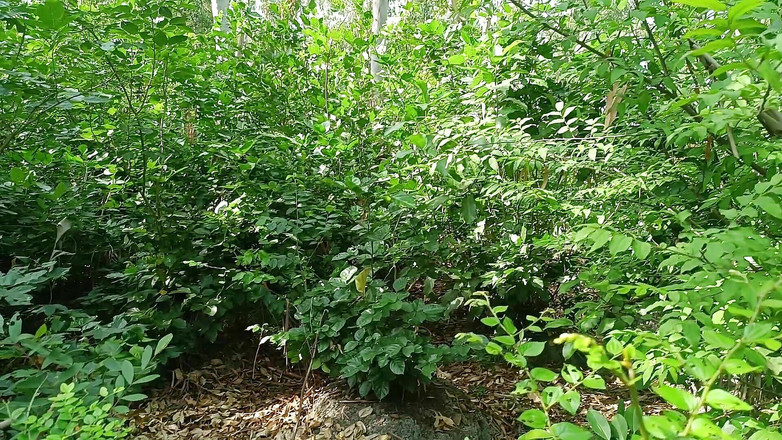 Asha Devi: 정글에서 따먹히는 시누이