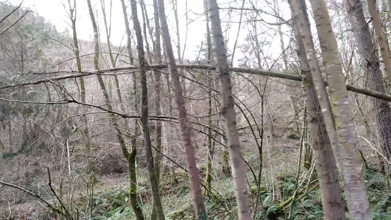 Elvissc: The Horny Stepfather Went on a Hike, When He Took...