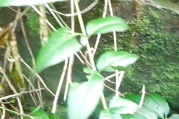 Gangbang straight: Sólo čůrání v zahradě