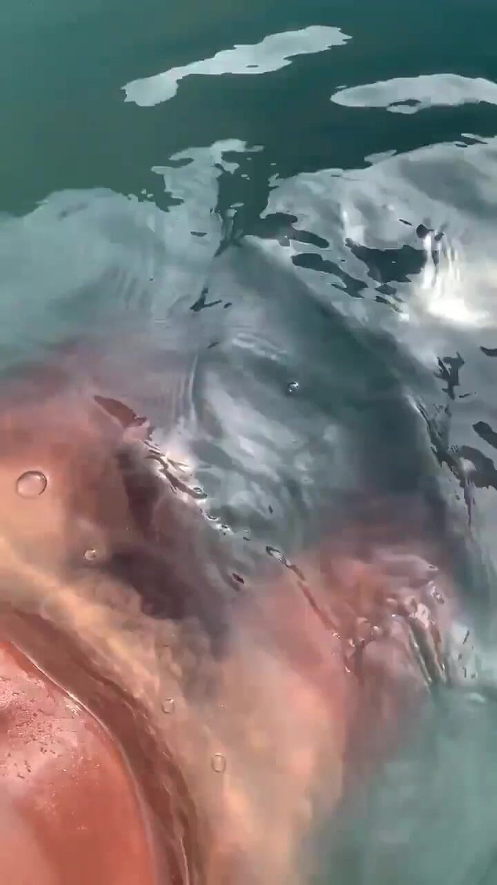 Vida Noite: Ascoltando Gooning audio in piscina e masturbazione