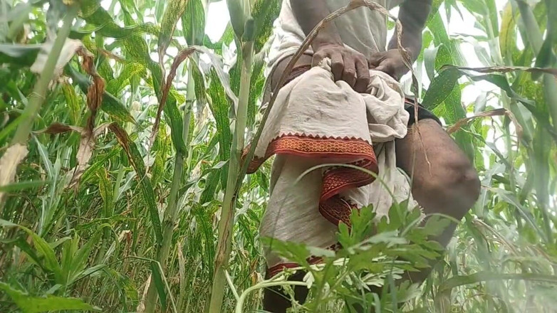 Salonibhabhi: Big Black Hawking in the Cornfield