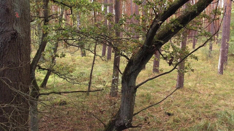 Inquisition and prison world: Fierce Fairy - a Sweet Forest Fairy Is Brought in for...