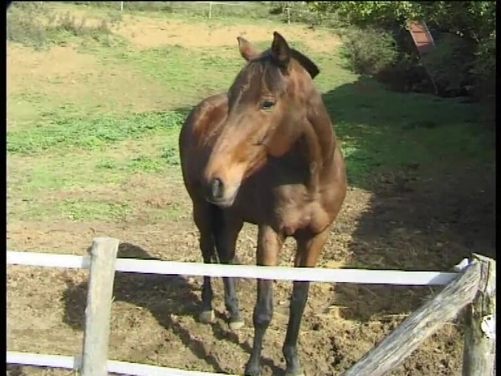 Big Cock X: Cavalieri Del Sesso_scene_01