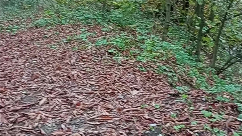 SweetChloe: Outdooor Sex oralny