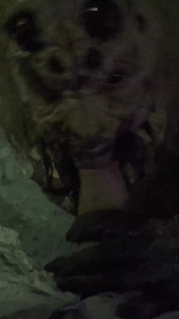 Horrorporno 17: vrouwelijke spider
