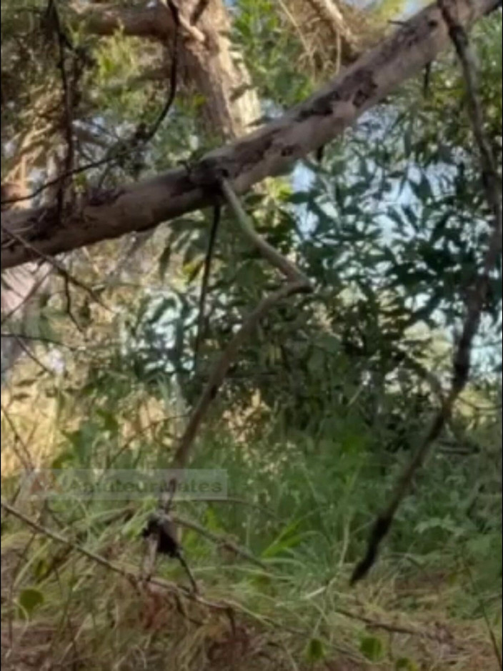 AmateurMates: Hot Amateur Boy Sucks and Rims in the Woods