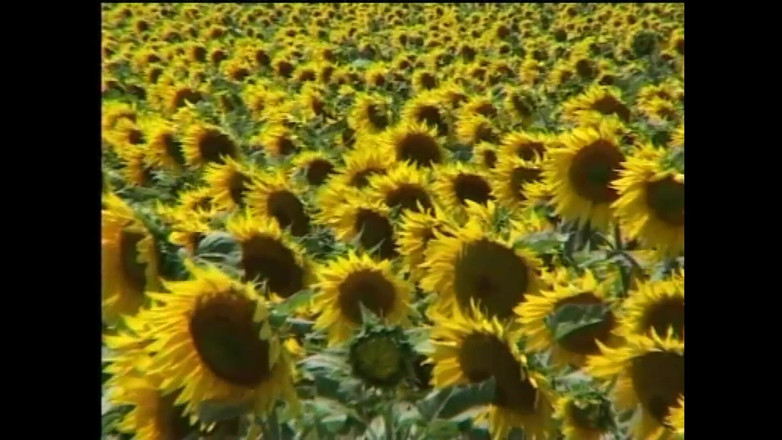 FM Video films: Femeile se bucură mai mult de ea