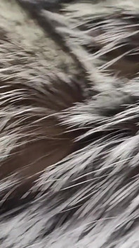 Horny Kinky Guy Behind of Fur Goddess