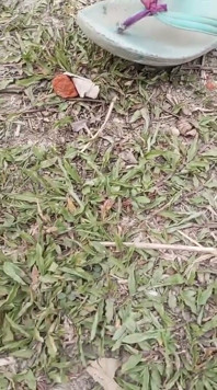 Jangal Me Chut Ka Maggal