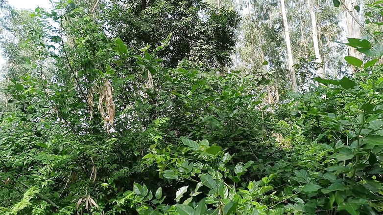 Asha Devi: Švagr vzal švagrovou do džungle a hodně ji ošukal