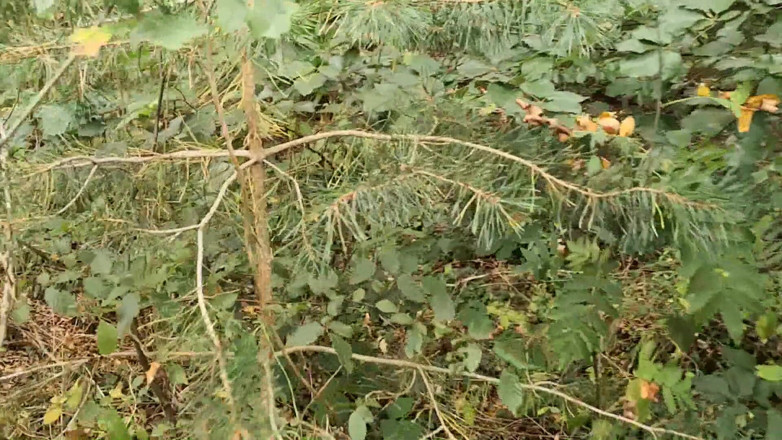 Bouncy Tits Action: Punishment Walk - Stuffing Her Bra and Panties in the Woods