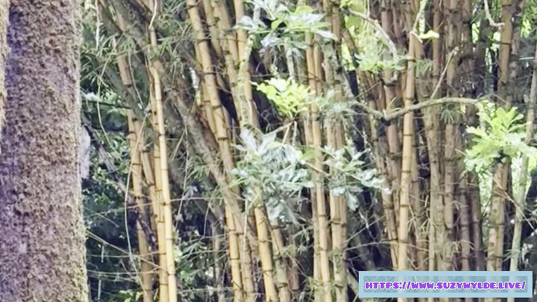 Suzy Wylde: Sfw Road Trip to Hana for Suzy Wylde in Waimoku...