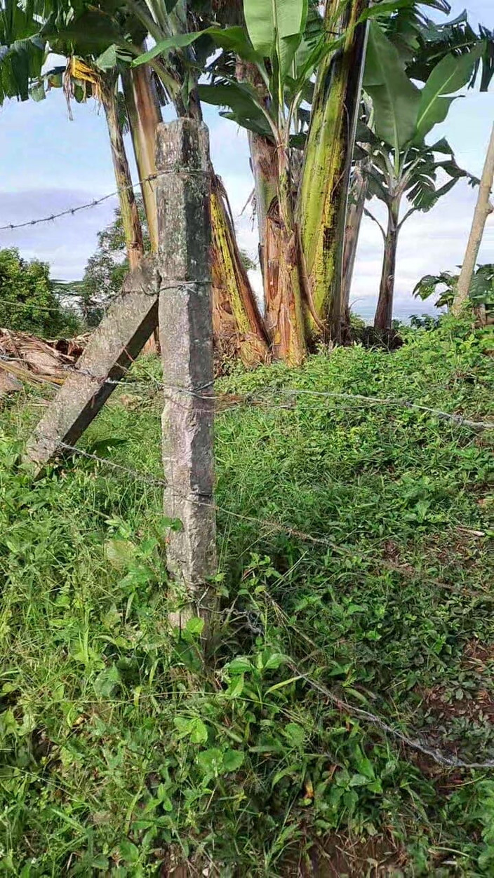 Valera Toro: Explozie fierbinte de spermă în pădure