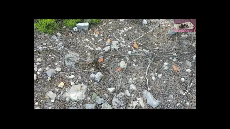 Casal Gresopio Female: Siusiu 2