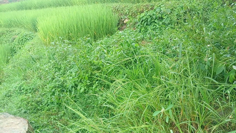 Sano lado: Video seks Vloge Sali Vena Hutan Nepali
