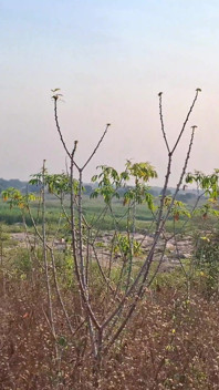 समुद्र के बीच में रेगिस्तान में द्वीप पर सेक्स भीड़ के सामने भाड़ में जाओ