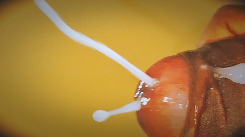 Sex art straight: Chi lo vuole tutti nel profondo della loro vagina? Commenta...