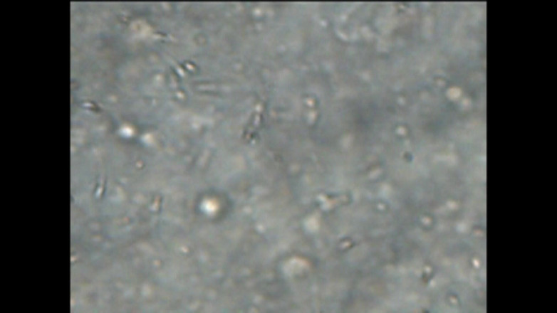 Mark Hannes: Sexdoll creampie stand šukání masturbace se spermatem pod mikroskopem