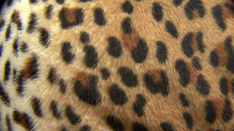 Africans Orgasm: Una milf nera con una figa davvero bagnata viene scopata...