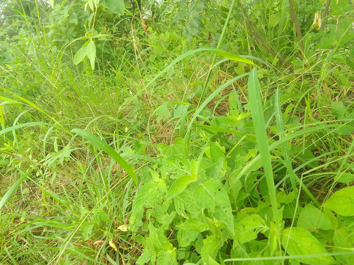 Gangbang straight: Z somalijskiego masażu sutków