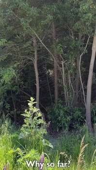 Cumwalk Next to the Beach and Risky Sex in the Bushes
