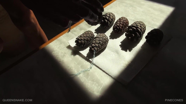 Queen Snake: Islak amcığımın içinde pinecones